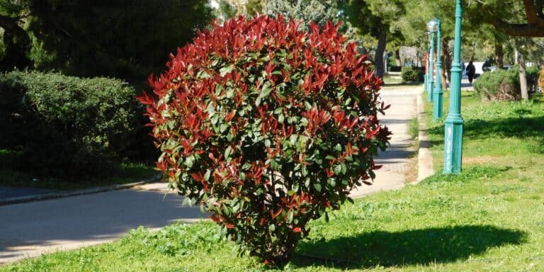 6 arbustes sublimes avec racines peu profondes à planter dans le jardin