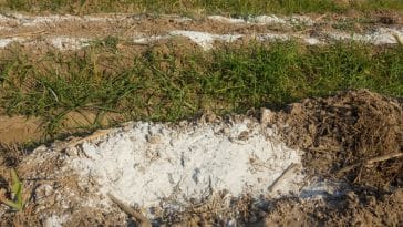 mettre de la chaux dans le jardin