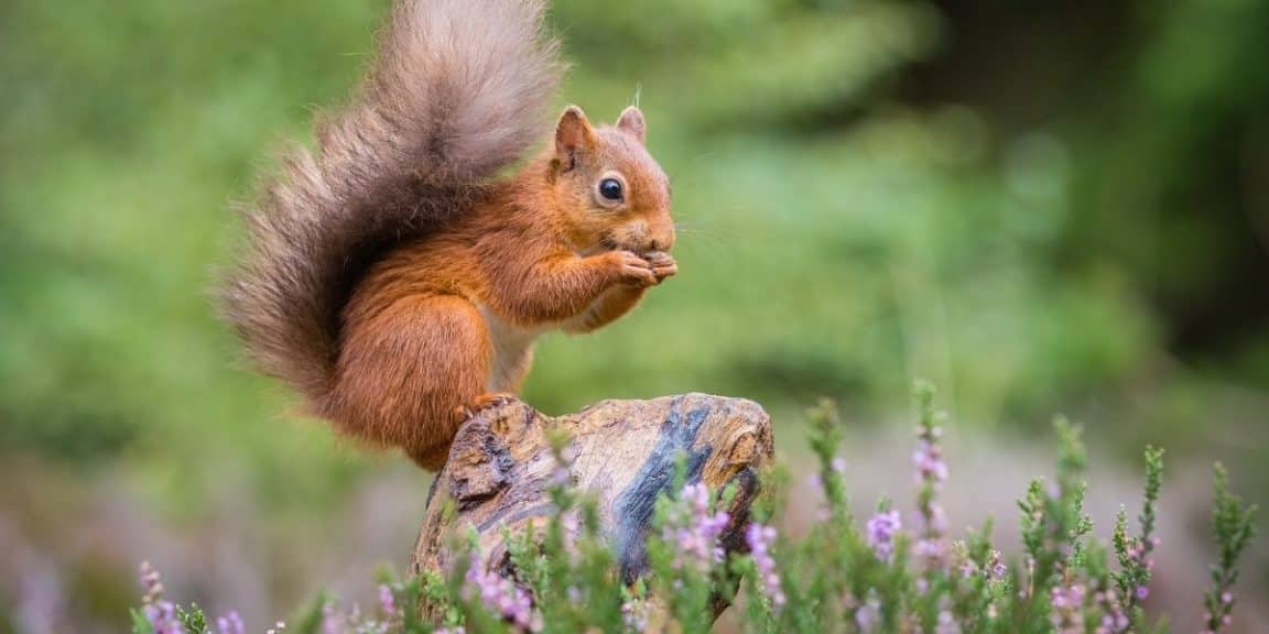 Dix conseils pour attirer des écureuils - Notre Nature