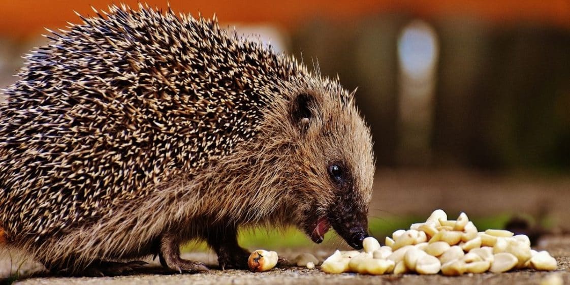 Comment attirer les hérissons dans votre jardin ? 7 conseils pour qu