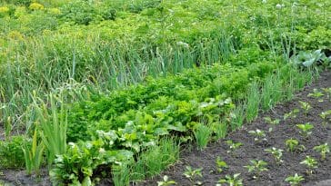 quels légumes planter en avril