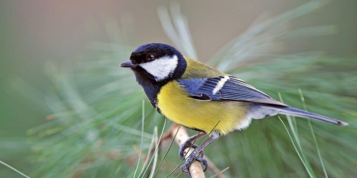 attirer les mésanges dans son jardin