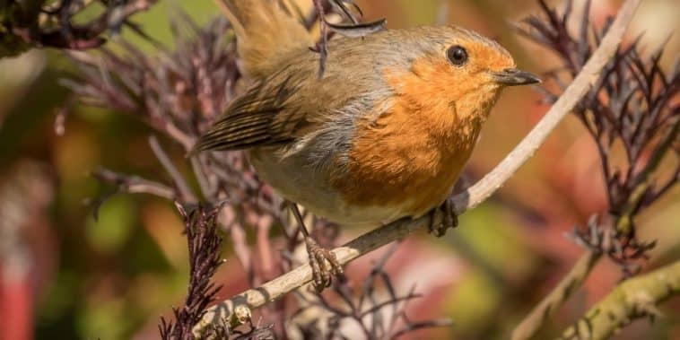 Attirer les oiseaux dans le jardin