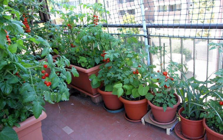Potager sur balcon