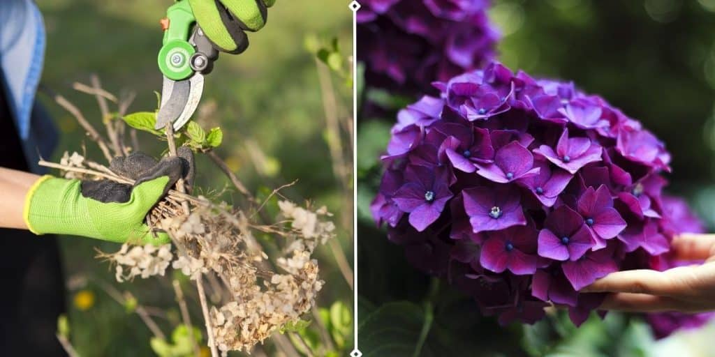 comment tailler des hortensias