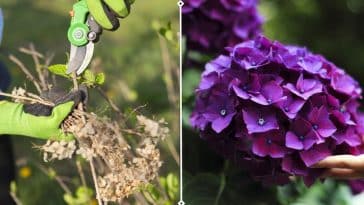 comment tailler des hortensias