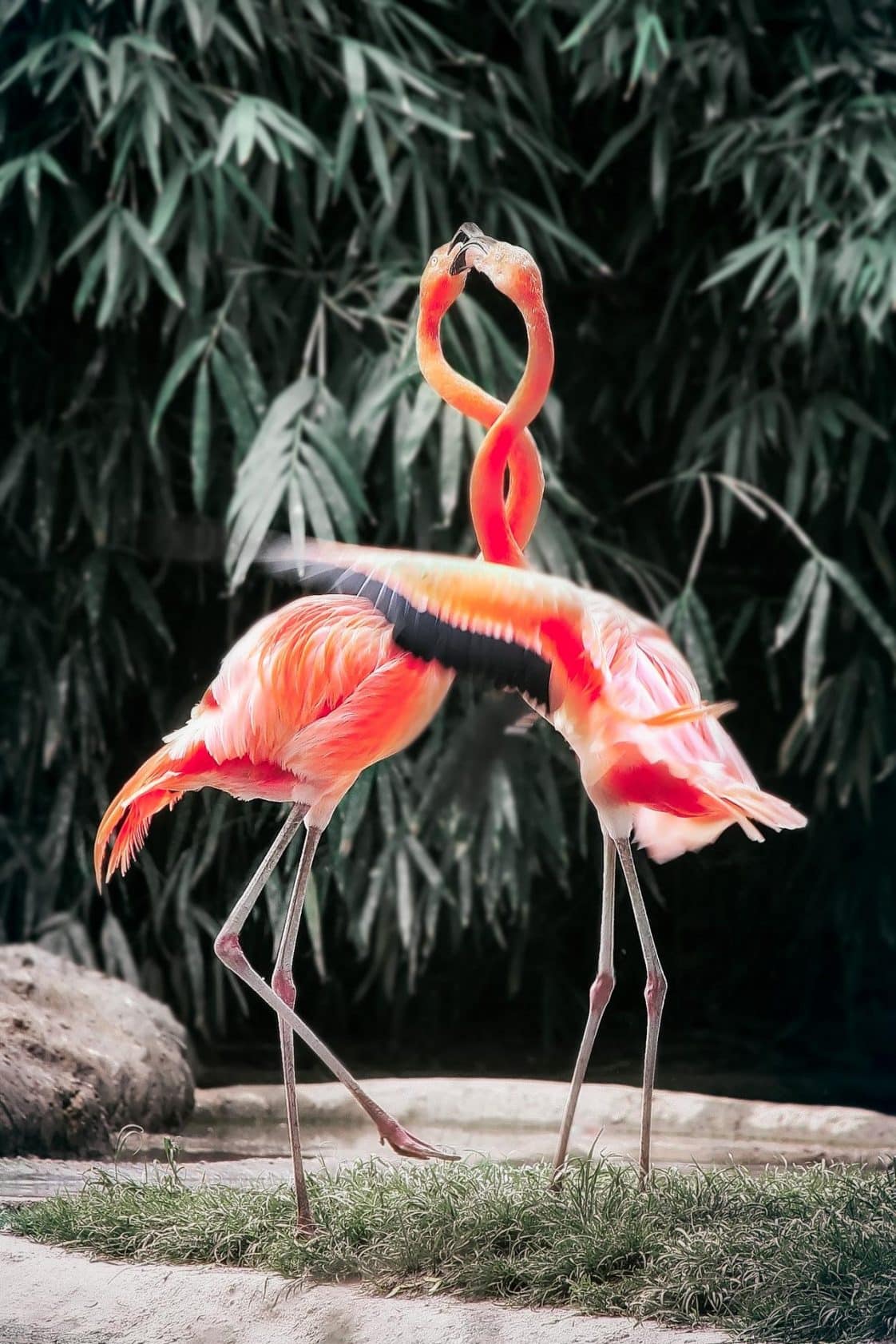 Pourquoi les flamands roses sont roses