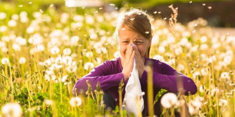 10 plantes et arbres allergènes