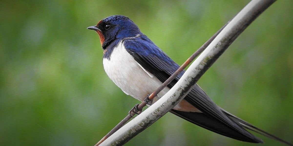 Comment Attirer Les Hirondelles Dans Votre Jardin Lisez Ces Precieux Conseils
