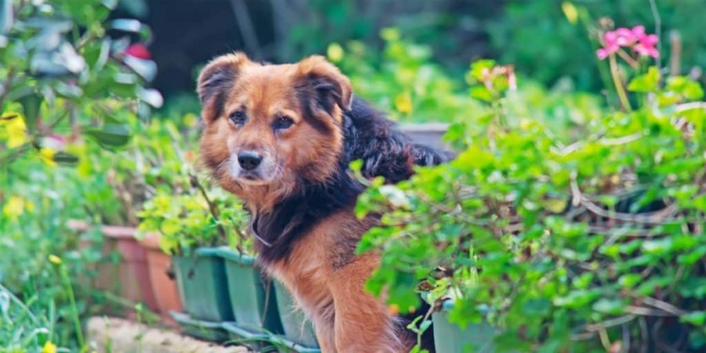 chien dans les plantes