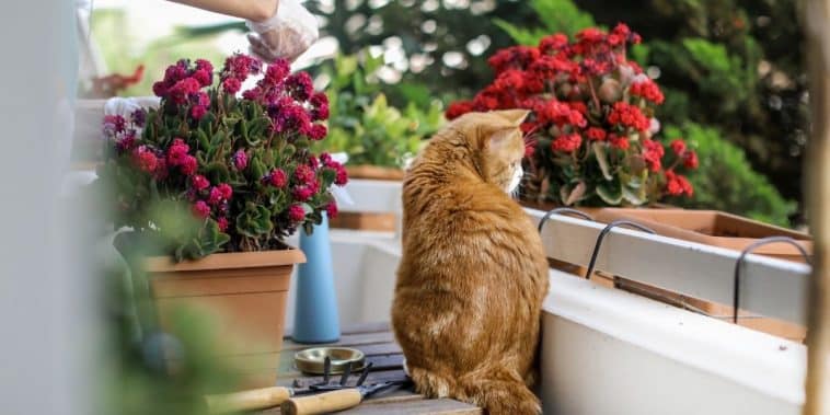 Conseils pour se protéger du vis à vis sur un balcon
