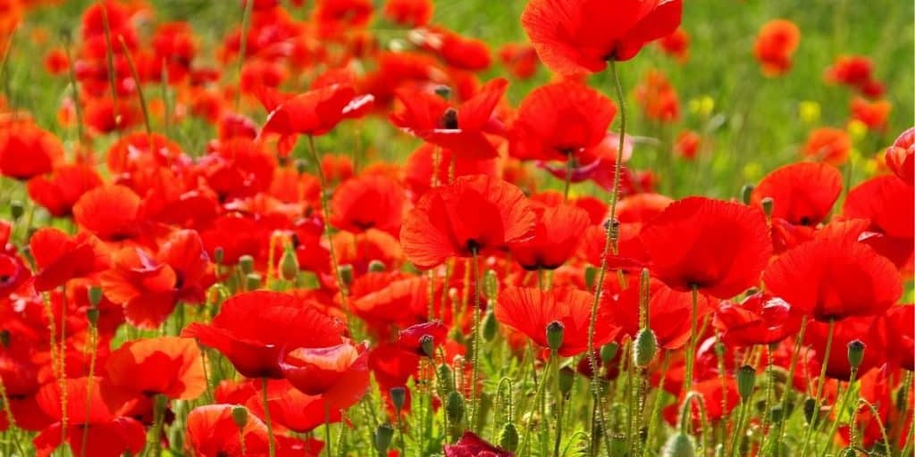 coquelicots