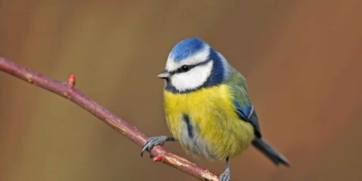 Comment distinguer les différentes mésanges dans le jardin ? (on vous explique les espèces en photo)
