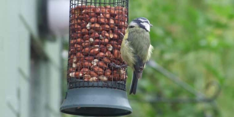 nourrir oiseau sur balcon