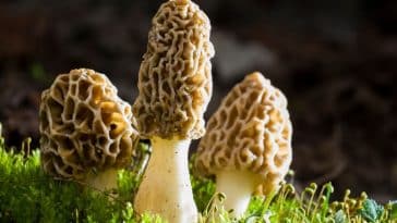 Saison des morilles