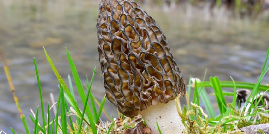 Où et quand ramasser des morilles ? C'est maintenant et on vous