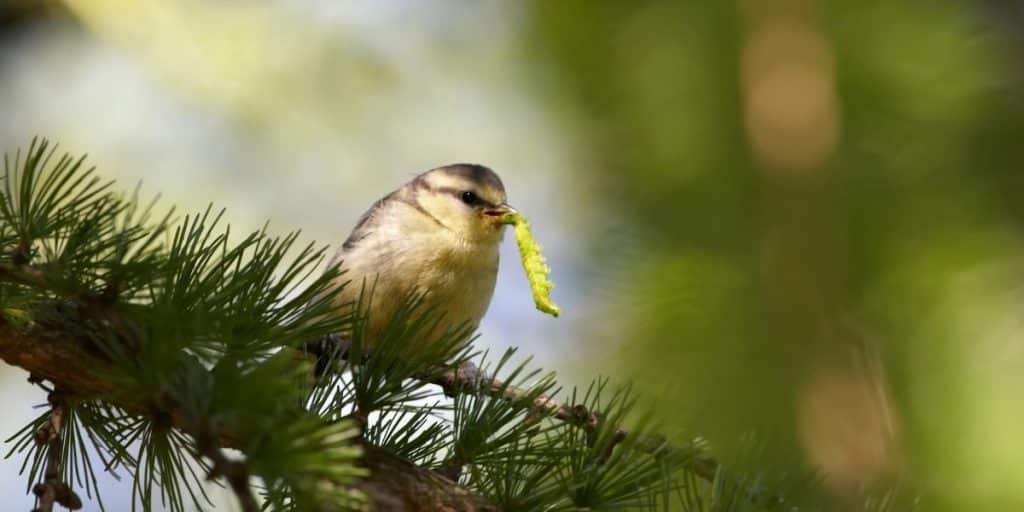 mésange mangeant une chenille