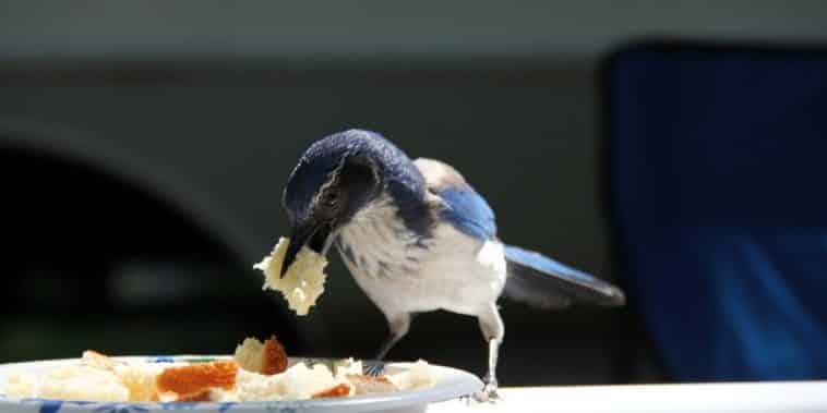danger du pain pour les oiseaux