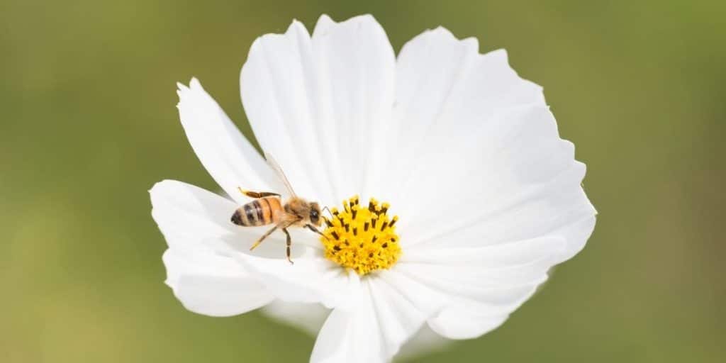 abeille sur pollen