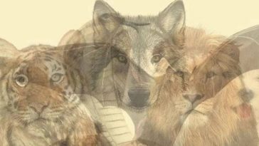 test visuel de personnalité