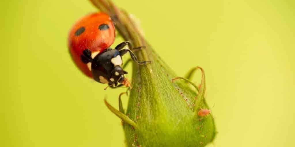 Une coccinelle mange un puceron sur un bouton de rose