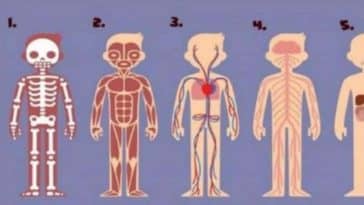 test de personnalité corps humain