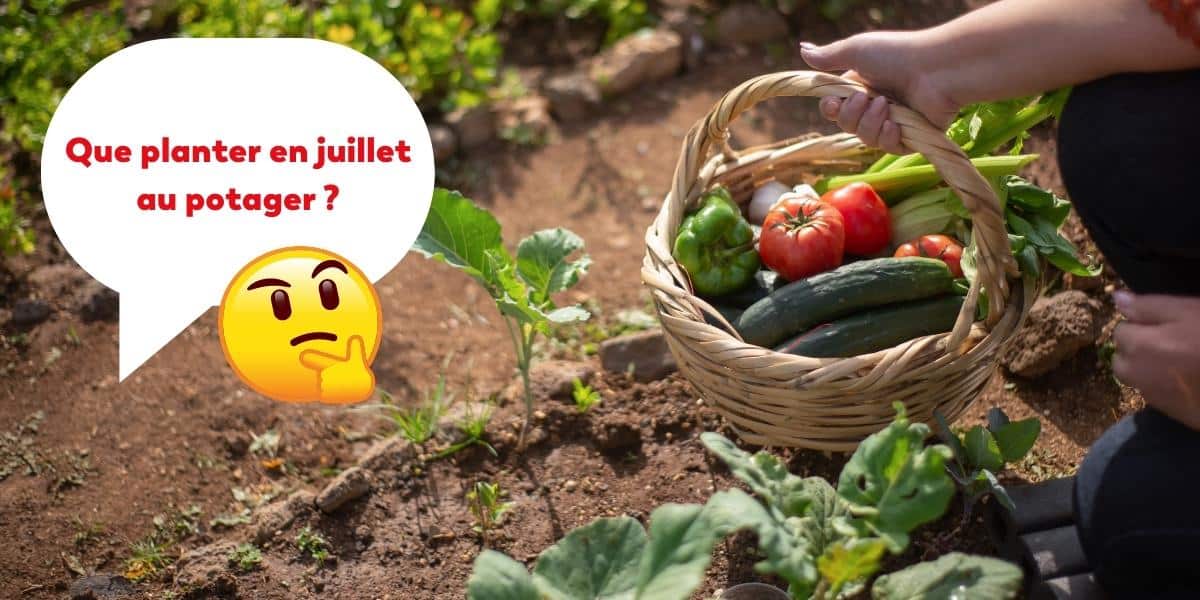 Que planter en juillet au potager ? Les légumes et les herbes à semer