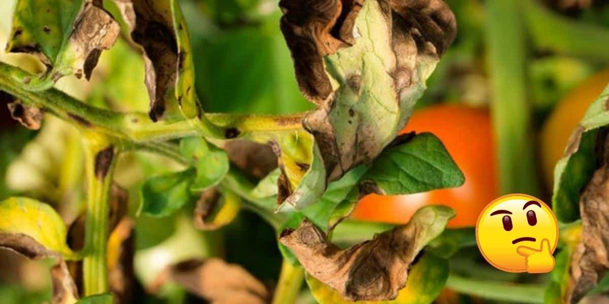 Les feuilles de mes tomates sont jaunes, que faire pour y remédier
