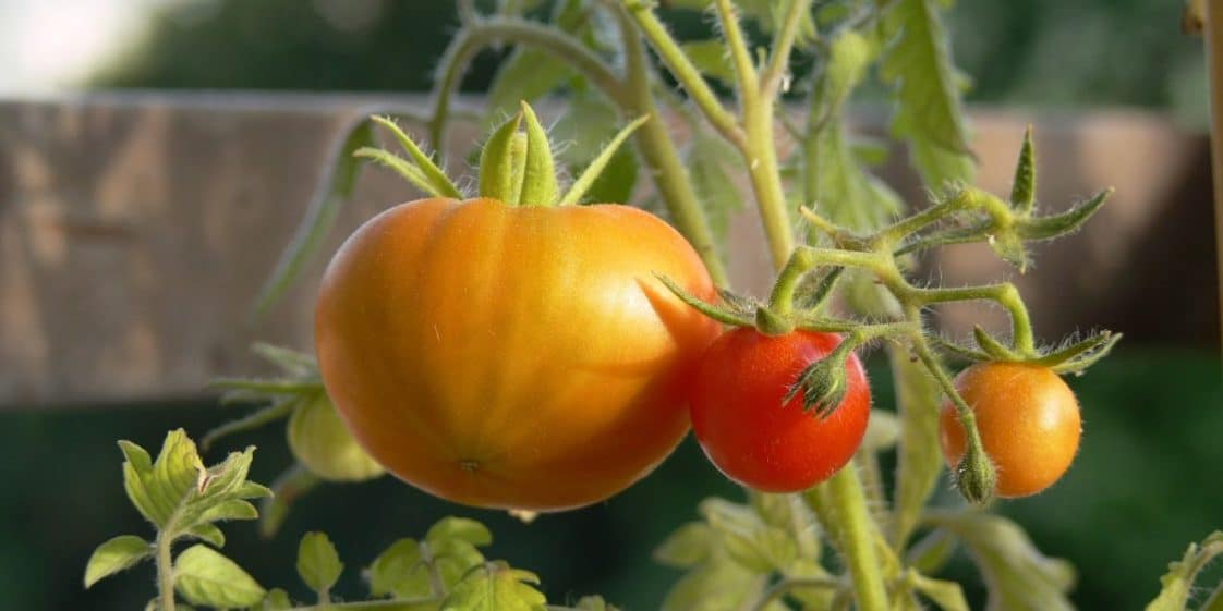 Col vert ou capuchon jaune pourquoi les tomates ne mûrissent pas et comment les faire mûrir