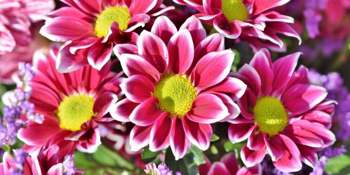 Quelles fleurs planter en automne ? Les bulbeuses, les vivaces et les annuelles à préférer en