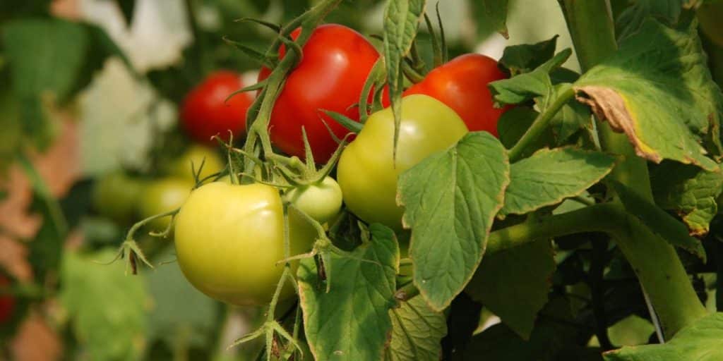 Comment faire murir des tomates rapidement ? Découvrez une astuce simple