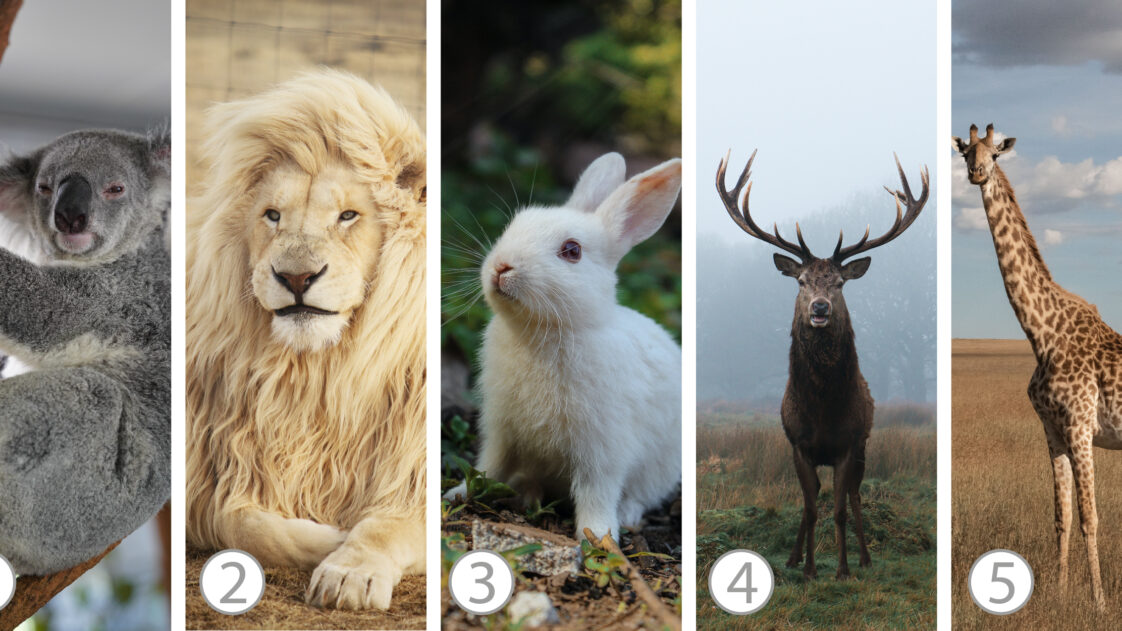 Test de personnalité quel est l