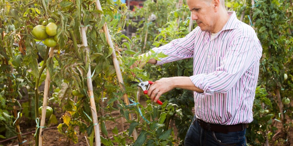 Pourquoi ne fautil pas couper les feuilles des plants de tomates