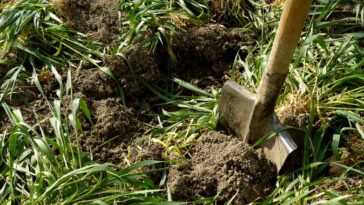 Naturels et polyvalents, les engrais verts sont les meilleurs alliés au jardin !