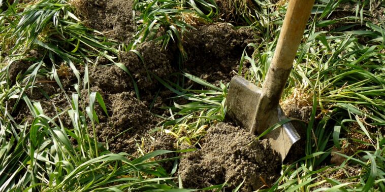 Naturels et polyvalents, les engrais verts sont les meilleurs alliés au jardin !