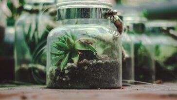 Découvrez les avantages des pots de culture transparents pour vos plantes et boutures !