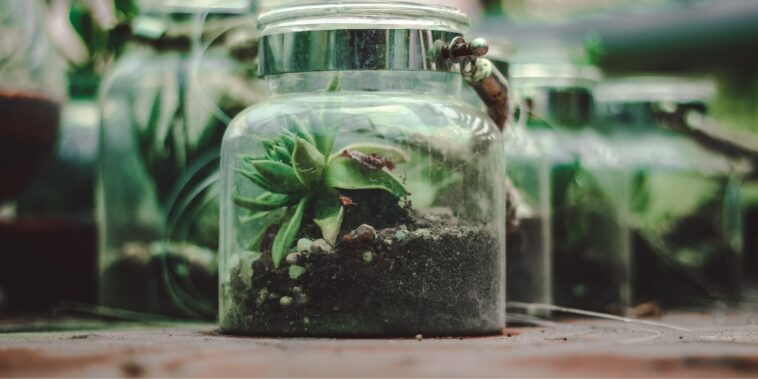 Découvrez les avantages des pots de culture transparents pour vos plantes et boutures !