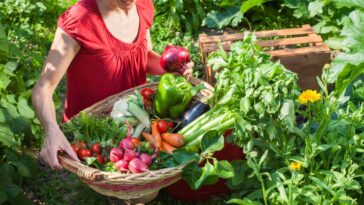 Découvrez quoi semer au potager au mois de septembre !