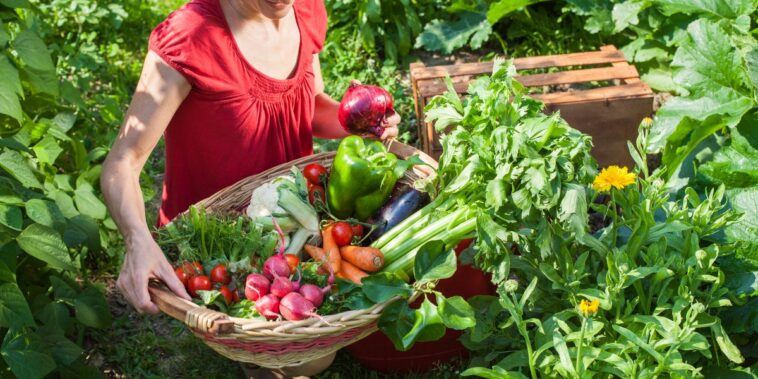 Découvrez quoi semer au potager au mois de septembre !