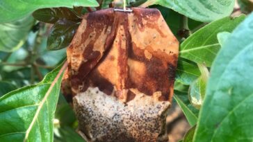 Comment réutiliser le sachet de thé comme un engrais naturel ?