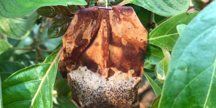 Comment réutiliser le sachet de thé comme un engrais naturel ?