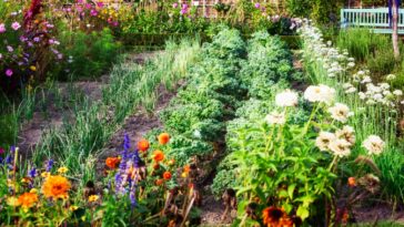 Belles et utiles, 4 fleurs à planter au jardin potager