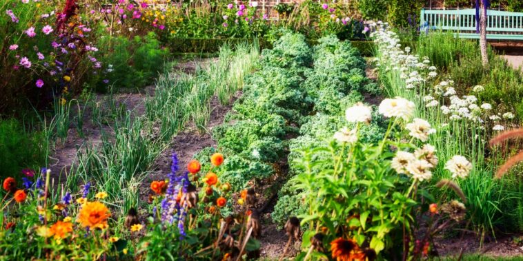 Belles et utiles, 4 fleurs à planter au jardin potager