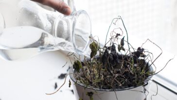 Les erreurs qui font crever vos plantes d'intérieur à coup sûr !