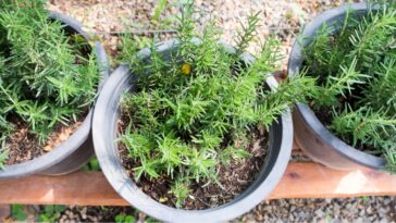 4 astuces pour faire durer le romarin en pot plus de 10 ans.