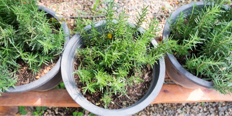 4 astuces pour faire durer le romarin en pot plus de 10 ans.