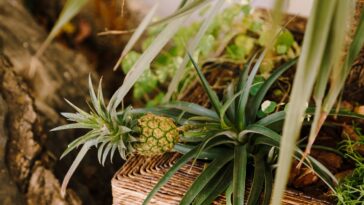 Comment cultiver un ananas à partir d'une plante d'ananas ?