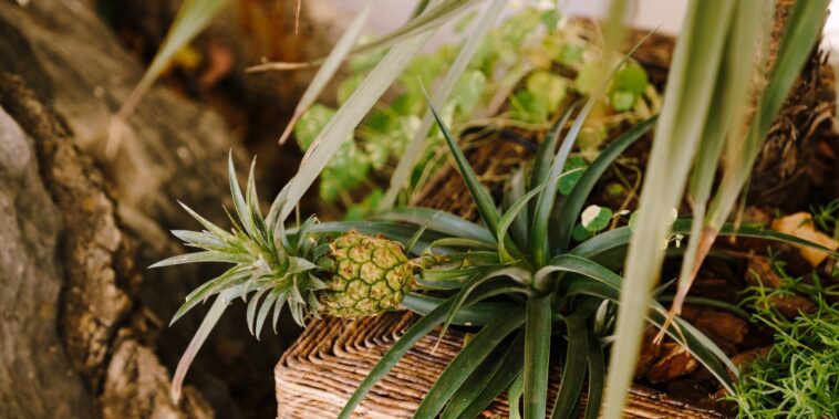 Comment cultiver un ananas à partir d'une plante d'ananas ?