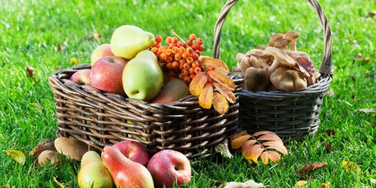 Que planter au potager en octobre ?