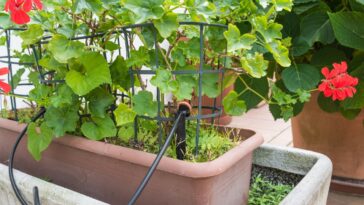 Le goutte à goutte : un arrosage économique et écologique